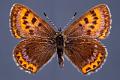 lycaena  helle